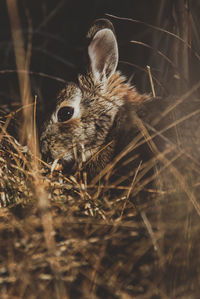 Close-up of rabbit on field 