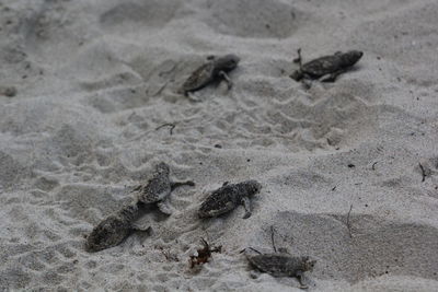 High angle view of crab on sand