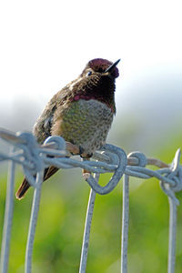 Close-up of bird perching on wall