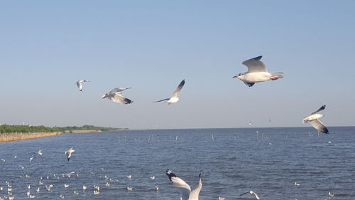 Seagulls flying over sea against clear sky