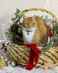 Cat in basket