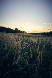 Scenic view of field against sky during sunset