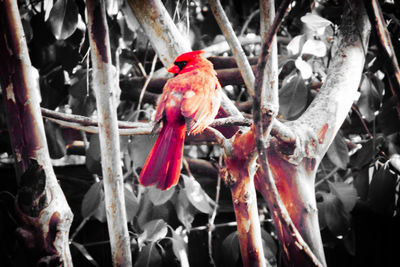 Close-up of birds perching on red outdoors