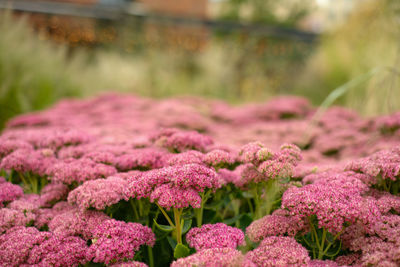 Pink flowers on green grass background. image with selective focus.