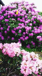 Close-up of pink flowers