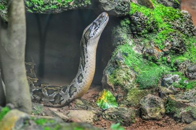 Close-up of fish on tree