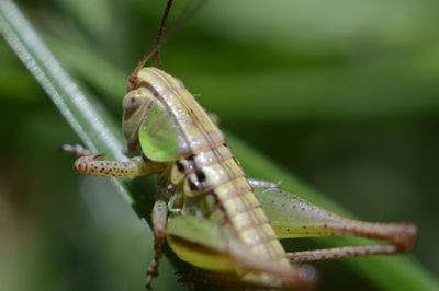 Close-up of insect on leaf