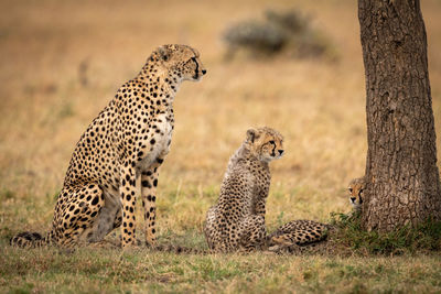 Cheetah sitting on field in zoo