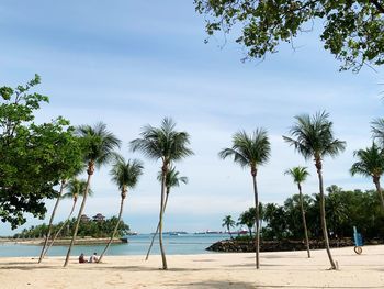 Palm trees on beach against sky