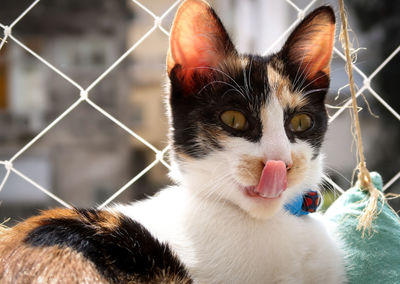 Close-up portrait of a cat