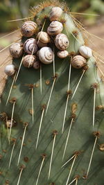 Madeira land snails clustered together on cactus plants to avoid sun heat textured nature background