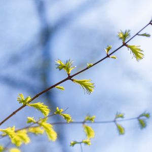 Low angle view of cherry blossom against sky