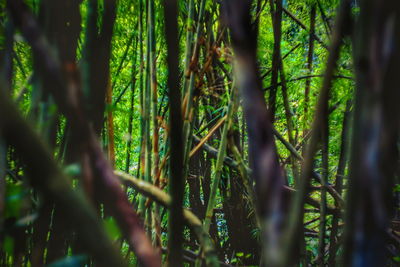 Close-up of bamboo forest