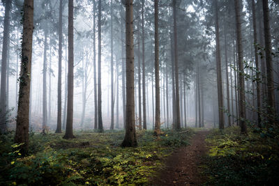 Pine trees in forest during autumn