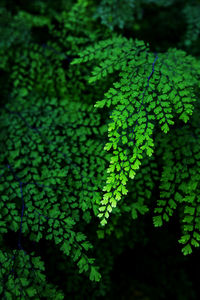 Close-up of green leaves