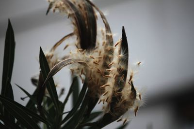 close-up