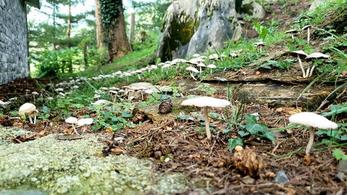 Mushrooms growing on field in forest