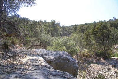 Scenic view of forest against clear sky