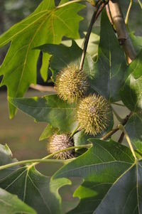 Close-up of plant