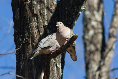 Bird perching on a tree