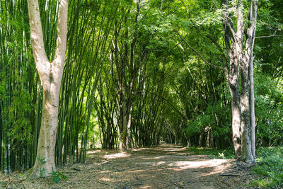 View of trees in forest