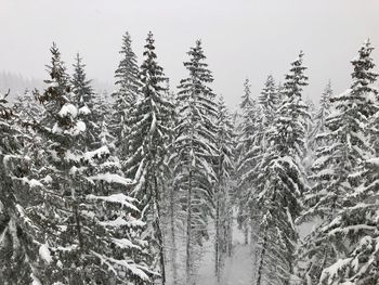 Pine trees in forest during winter