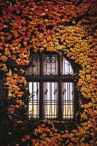 View of yellow flowering plants on window of building