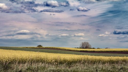 Scenic view of agricultural field against sky