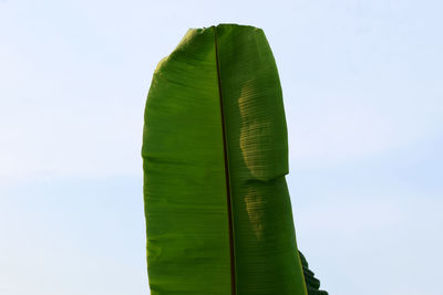 Beautiful tropical banana leaf and big palm foliage nature white background.