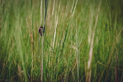 View of a bird on grass