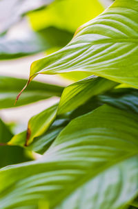 Close-up of green leaves