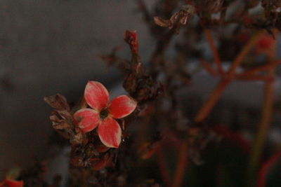 Close-up of flowers against blurred background