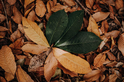High angle view of dried leaves on field