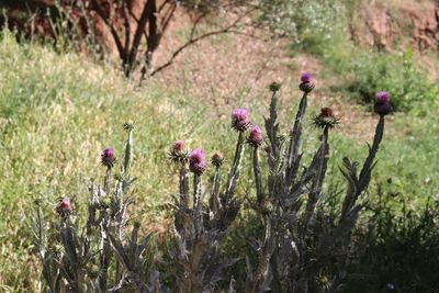 Close-up of purple flowering plants on field