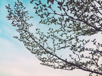 Low angle view of tree against sky