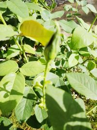 Close-up of insect on plant