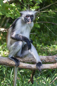 Portrait of monkey sitting on tree