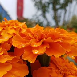 Close-up of orange marigold flowers