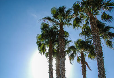 Low angle view of palm trees against blue sky