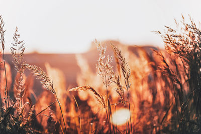 Close-up of stalks in field against clear sky