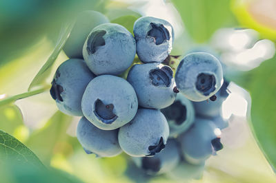 Close-up of berries growing on plant