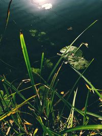 High angle view of wet grass floating on lake