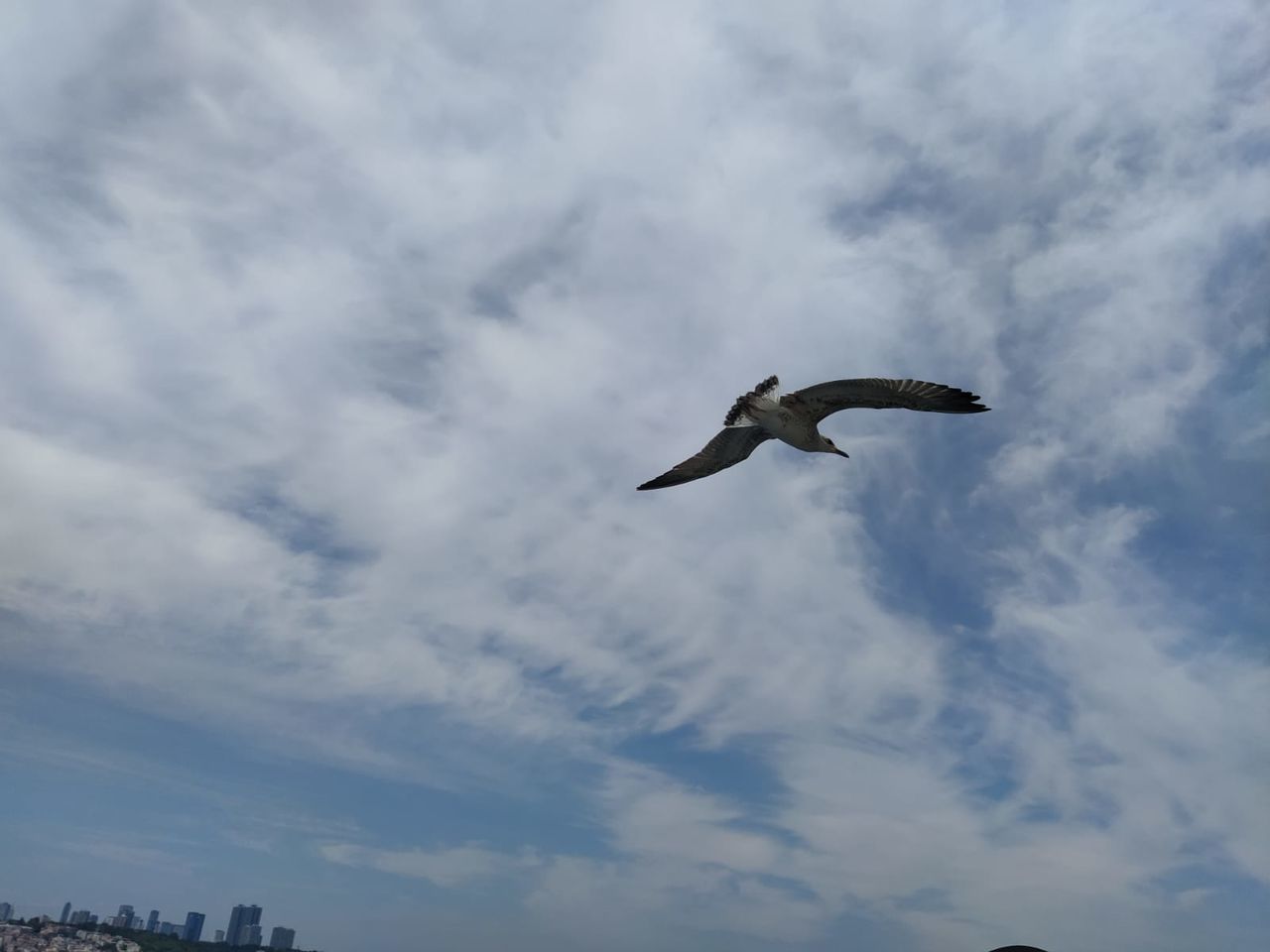 flying, animal themes, animal, animal wildlife, bird, wildlife, cloud, sky, one animal, spread wings, animal body part, mid-air, nature, low angle view, seabird, gull, no people, outdoors, day, motion, animal wing, wing, beauty in nature, full length, blue