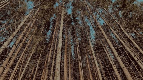 Full frame shot of bamboo trees in forest