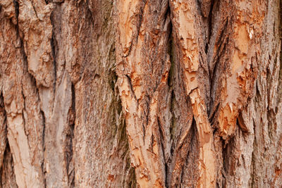 Full frame shot of tree trunk