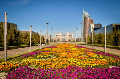 Multi colored flowering plants by building in city against sky