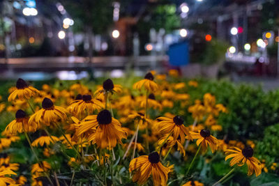 Close-up of yellow flowering plants at night