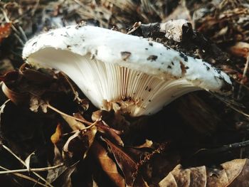 Close-up of mushrooms