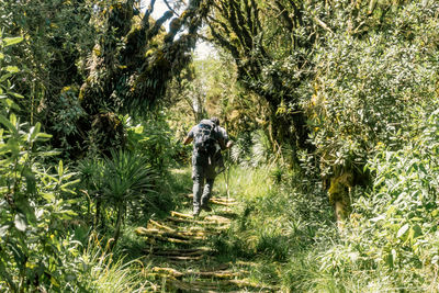 Rear view of man standing amidst trees in forest