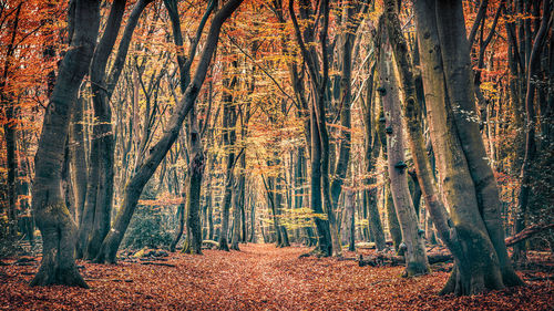 Trees in forest during autumn